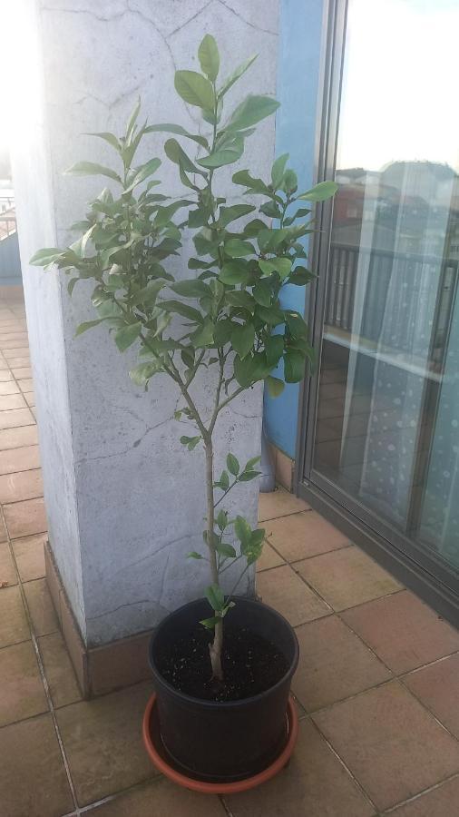 דירות ארס Atico 2 Terrazas Lemasalud מראה חיצוני תמונה